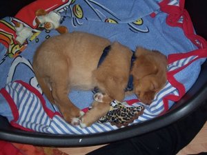 Bild fÃ¼r Forum, Picon im Korb.jpg