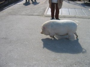 GutAiderbichl.jpg GutAiderbichl.jpg