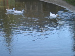 GutAiderbichl2.jpg GutAiderbichl2.jpg