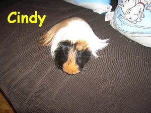 Cindy 1.JPG