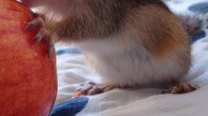 jokers pfoten.jpg jokers pfoten.jpg