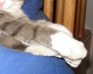 mimis pfoten.jpg mimis pfoten.jpg