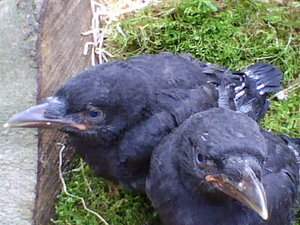 Raben 3 (1).jpg Raben 3 (1).jpg