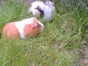 KnÃ¶pfchen Spike.jpg