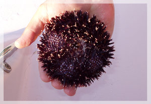 Seeigel.jpg Seeigel.jpg