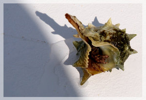 Einsiedlerkrebs.jpg Einsiedlerkrebs.jpg