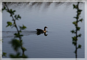 Kanadagans.jpg Kanadagans.jpg