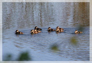 Kanadagössel.jpg Kanadagössel.jpg