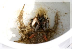 Seespinne.jpg Seespinne.jpg