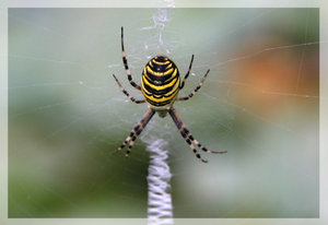 Wespenspinne.jpg Wespenspinne.jpg