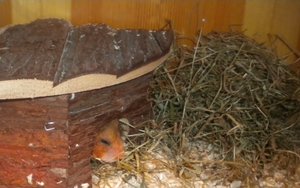 Kopie von Ronjas bilder m2 170.jpg