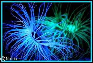 Bild1 (Small).jpg Bild1 (Small).jpg