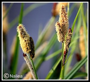 Bild11 (Small).jpg Bild11 (Small).jpg