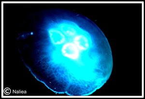 Bild3 (Small).jpg Bild3 (Small).jpg