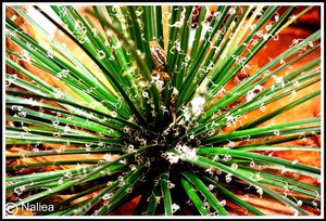 Bild10 (Small).jpg Bild10 (Small).jpg