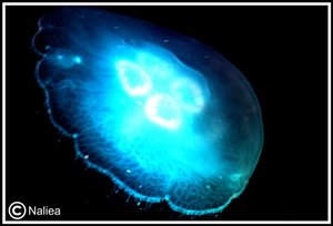 Bild14 (Small).jpg Bild14 (Small).jpg