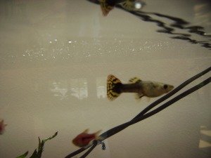 IMG_0243 tierforum.jpg