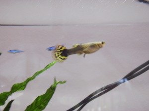 IMG_0254 tierforum.jpg