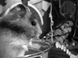 DSCN6898.jpg DSCN6898.jpg