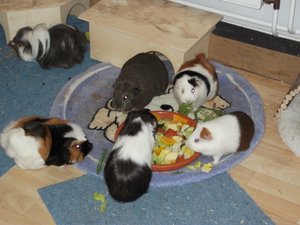 004 - Kopie (640x480).jpg