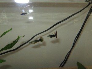 IMG_0786 tierforum G.jpg