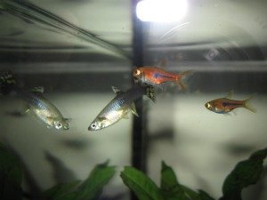 IMG_0791 tierforum G.jpg