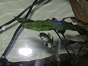 IMG_0852 tierforum G.jpg