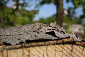 Baum 3.jpg Baum 3.jpg