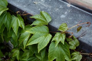 Blätter 2.jpg Blätter 2.jpg