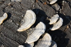 Baum 2.jpg Baum 2.jpg