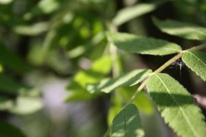 Blätter.jpg Blätter.jpg