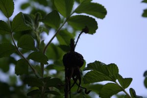 Hagebutte.jpg Hagebutte.jpg