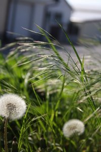 Gras 2 2.jpg Gras 2 2.jpg