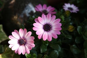 Lila Blumen 2.jpg Lila Blumen 2.jpg