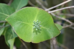 Komisches Blatt.jpg Komisches Blatt.jpg