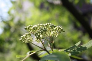 Knospen.jpg Knospen.jpg