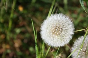 Löwenzahn.jpg Löwenzahn.jpg