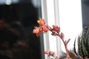 Rote Knospen 2.jpg Rote Knospen 2.jpg