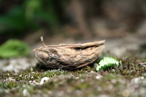 Walnuss.jpg Walnuss.jpg