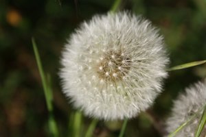 Löwenzahn 2.jpg Löwenzahn 2.jpg