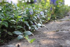 Zweige.jpg Zweige.jpg