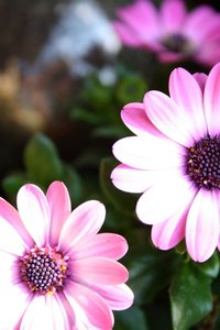 Lila Blumen 3 2.jpg Lila Blumen 3 2.jpg