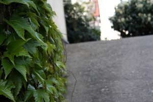 Wand + Blätter 2 2.jpg Wand + Blätter 2 2.jpg