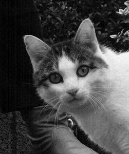 P1080240 Gucci SchwarzweiÃŸprofil.jpg