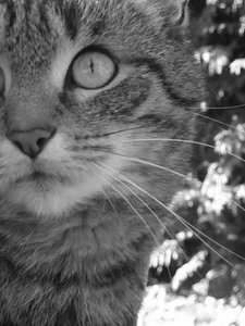 P1070659 Carli SchwarzweiÃŸprofil.jpg