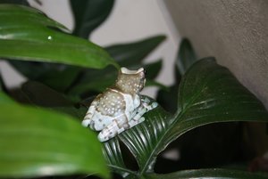 Braun weiÃŸer Frosch.jpg