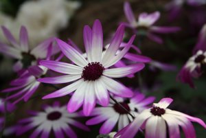 Lila weiÃŸe Blumen.jpg