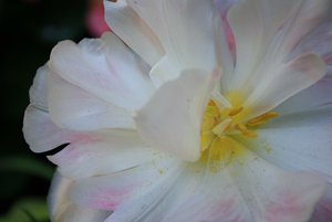 WeiÃŸe BlÃ¼te.jpg