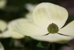 WeiÃŸe BlÃ¼te 2.jpg