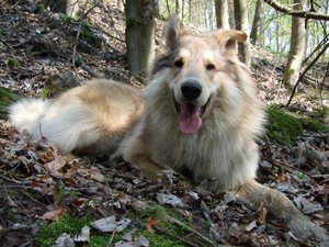 Rocky April 2011.JPG